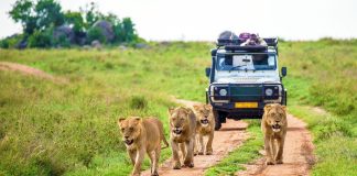 Animals Afraid Human More Than Lions αρπακτικό σαβάνα άνθρωπος λιοντάρι