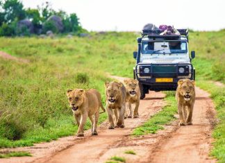 Animals Afraid Human More Than Lions αρπακτικό σαβάνα άνθρωπος λιοντάρι