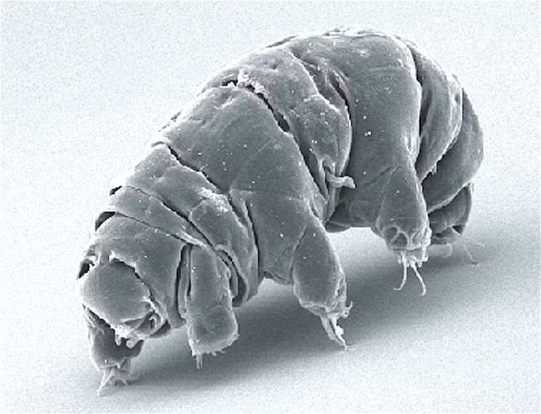 Beresheet tardigrades Σελήνη