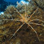 Gigantic Sea Spiders