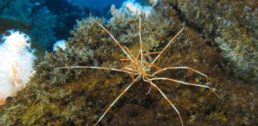 Μάθαμε επιτέλους πώς οι γιγάντιες θαλάσσιες αράχνες έρχονται σε αυτόν τον κόσμο