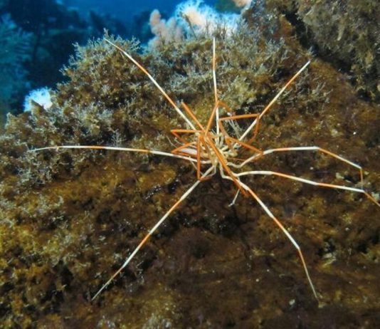 Μάθαμε επιτέλους πώς οι γιγάντιες θαλάσσιες αράχνες έρχονται σε αυτόν τον κόσμο