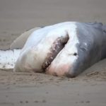 Great White Shark Dead