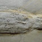 Leptoteuthis_gigas_1-642×222