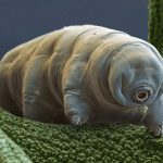 MOHuh-Tardigrade