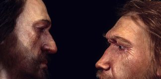 Neanderthals Homo sapiens