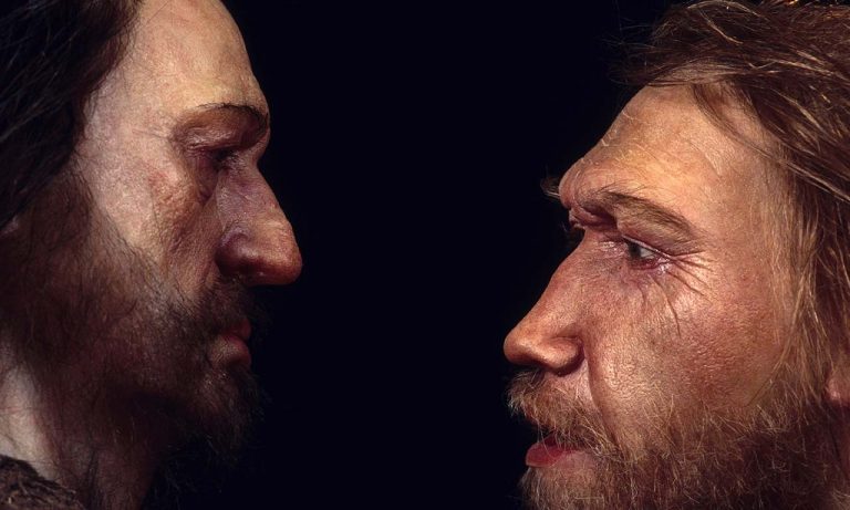 Neanderthals Homo sapiens
