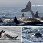 Orcas Killer Hunt 1