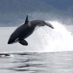 Orcas Killer Hunt