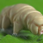 Tardigrades