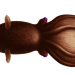 Vampyroteuthis_infernalis_dorsal_view