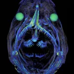 X ray Animals 1