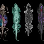 X ray Animals 3