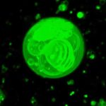 cell