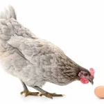 chicken-egg-369f8d8