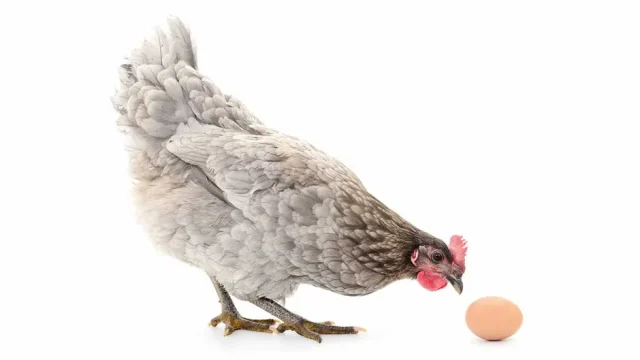 Η κότα έκανε το αυγό ή το αυγό την κότα