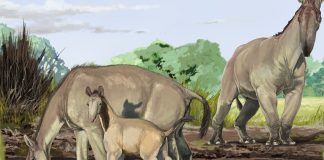 darwin mammals θηλαστικών φύλο δαρβίνος