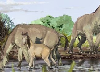 darwin mammals θηλαστικών φύλο δαρβίνος