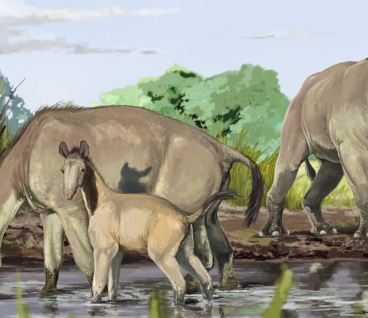 darwin mammals θηλαστικών φύλο δαρβίνος