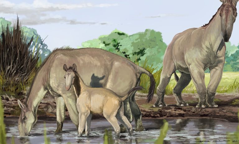 darwin mammals θηλαστικών φύλο δαρβίνος
