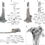 dolphin-skull