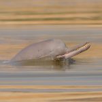 indus-dolphin