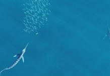 marlin