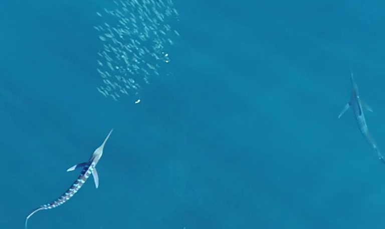marlin