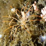 sea-spider-legs