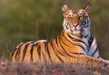 tiger