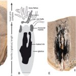 vampire_squid_fossil_body