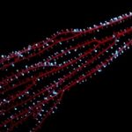 Bioluminescence 1