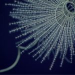 Bioluminescence 2