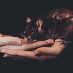 Human Animals Virus