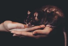 Human Animals Virus