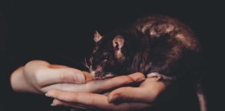 Human Animals Virus