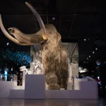 Mammoth
