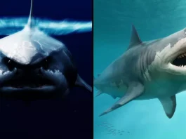 Υπάρχει ο Meg, o μεγαλύτερος φονιάς των θαλασσών; Η επιστήμη απαντά Meg