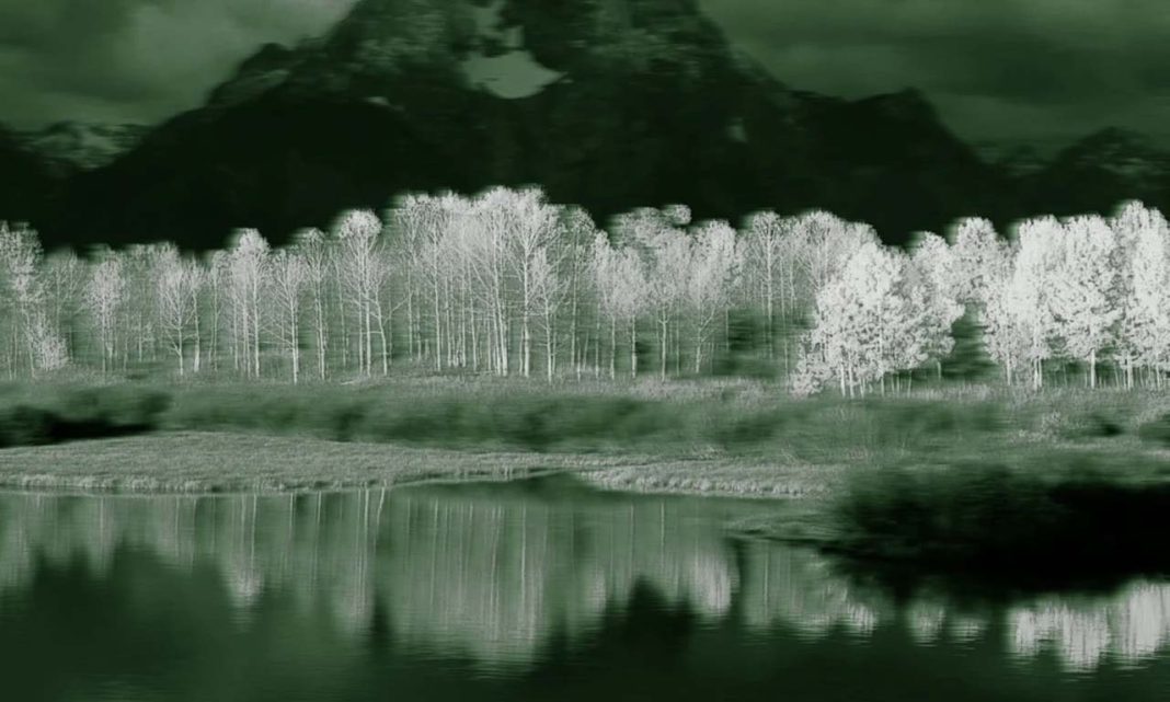 Trembling Giant Utah Pando