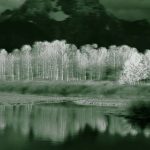 Trembling Giant Utah Pando