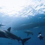 Underwater Sonar Shark Skin Owl Feather