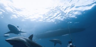 Underwater Sonar Shark Skin Owl Feather σόναρ