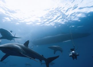 Underwater Sonar Shark Skin Owl Feather σόναρ