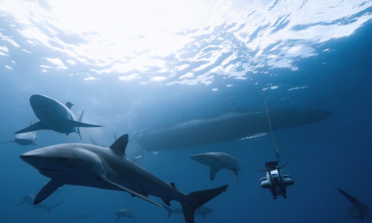 Underwater Sonar Shark Skin Owl Feather σόναρ