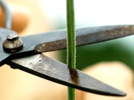 φυτά φωνάζουν