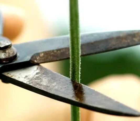 φυτά φωνάζουν