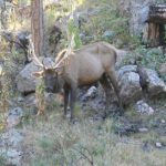 cwd-body-600×477
