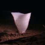 glass-sponge-1-6831739-1712148842014