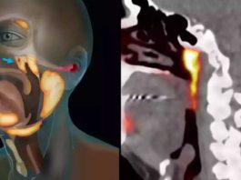 ανθρώπινο όργανο