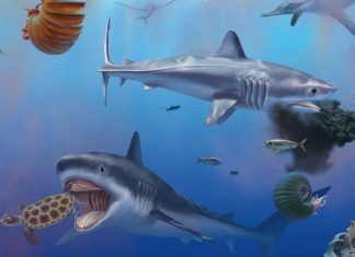 μεγαλύτερος καρχαρίας